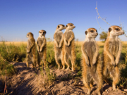 融券規則改為T＋1，股基倉位提升至80%——能救市？