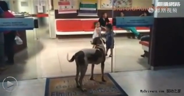 淚奔!狗狗不知主人逝世 苦守醫(yī)院8天8夜