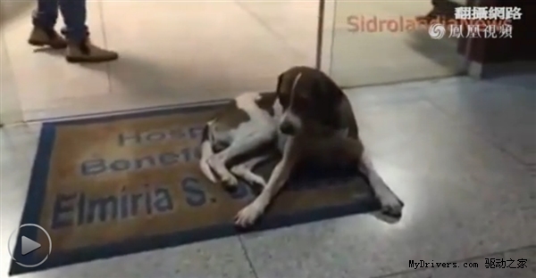 淚奔!狗狗不知主人逝世 苦守醫(yī)院8天8夜