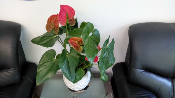 ZUK Z2和紅米Pro拍照哪個好？樣張區(qū)別對比
