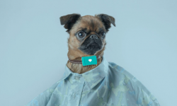 愛(ài)寵無(wú)人看護(hù)?別擔(dān)心Tracy Tracker人工智能已經(jīng)來(lái)了